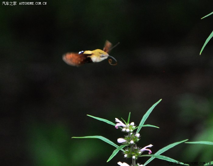 【图】一日千里回老家 游重庆武隆天坑地缝 丰