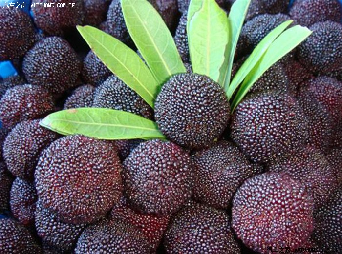 【图】与汽车无关,其实可以有关--杨梅_比亚迪