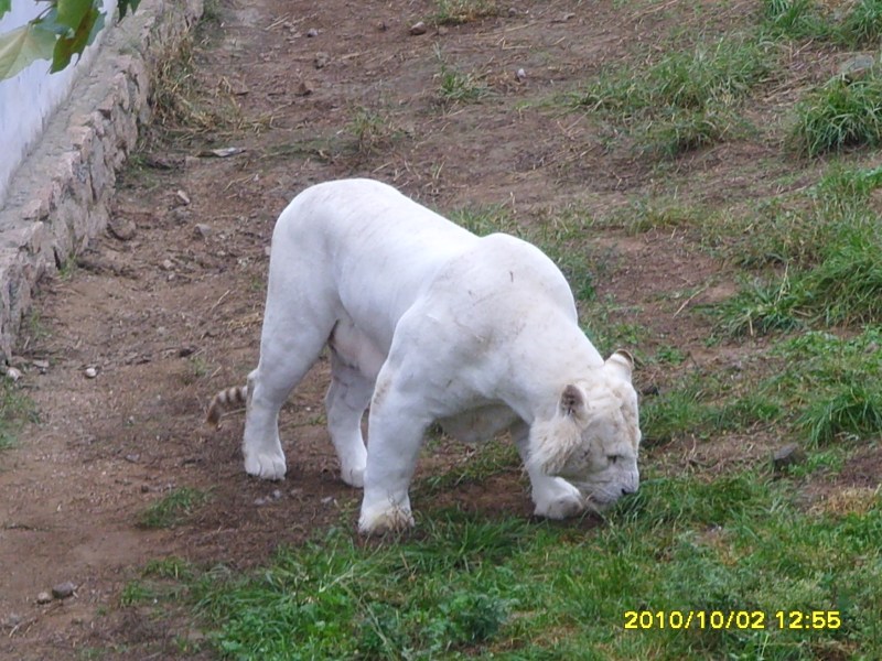 【图】车没挂牌闯红灯会被拍罚款吗?附前短时