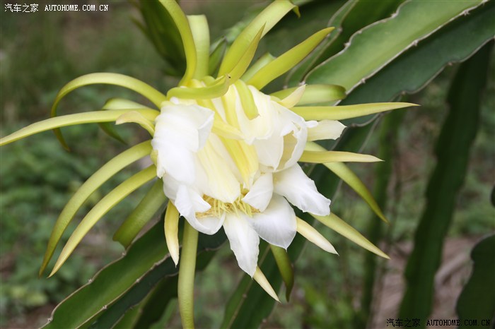 【图】海南琼海火龙果基地