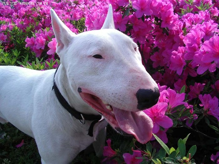 【图】牛头梗这狗凶不凶啊?_圣达菲论坛_汽车之家论坛