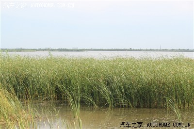 津朝索友:天津宁河七里海国家湿地公园.