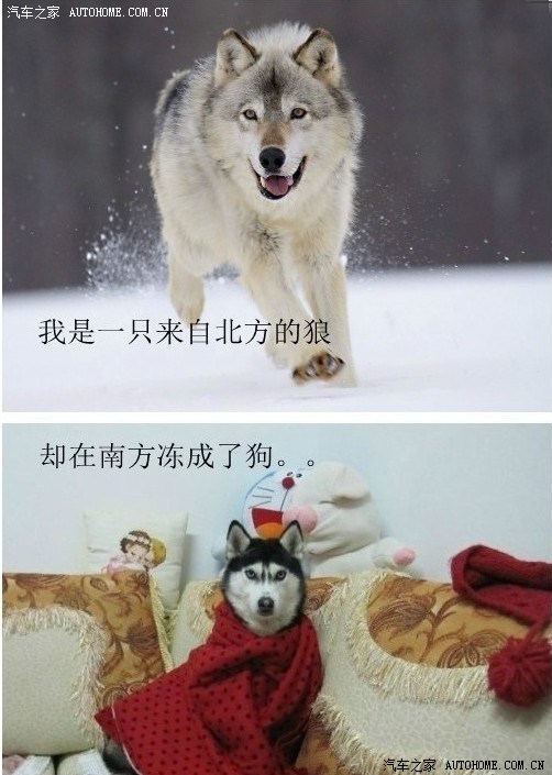 {我是一只狼作文}.
