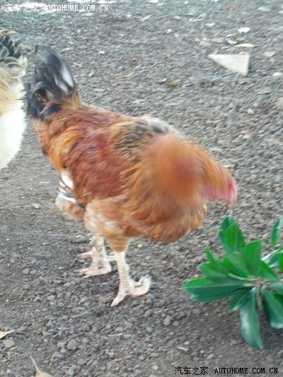 小白迈腾,镀膜贴贴纸!