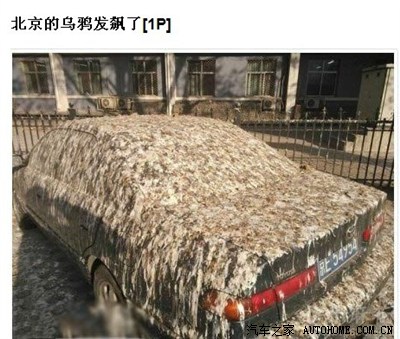 【图】每天车子被鸟屎攻击的车主来找下平衡吧