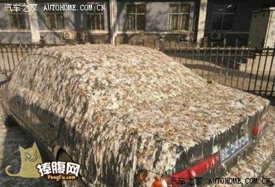 【图】悲剧停树下全是鸟屎!_中华V5论坛