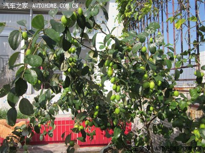 【图】我种的青枣