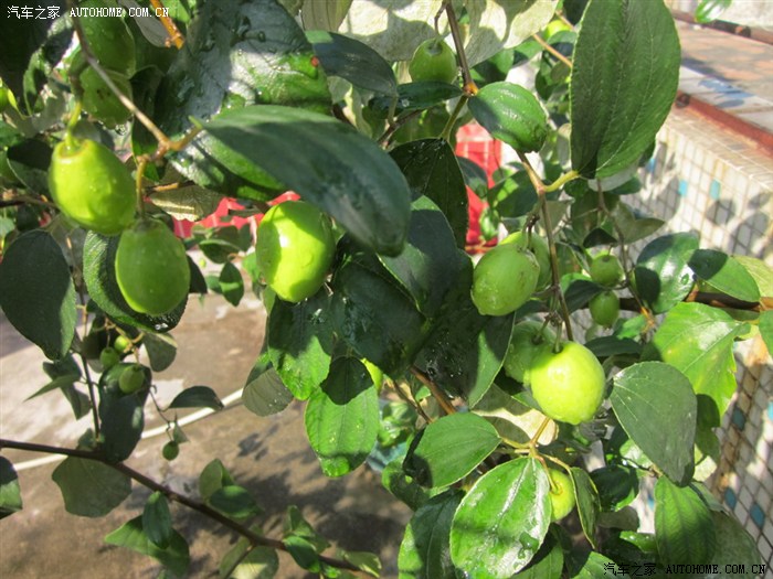 【图】我种的青枣