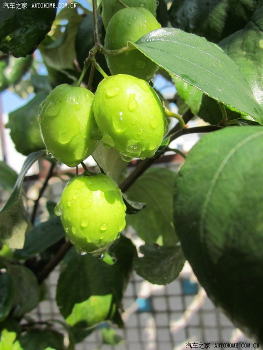 【图】我种的青枣