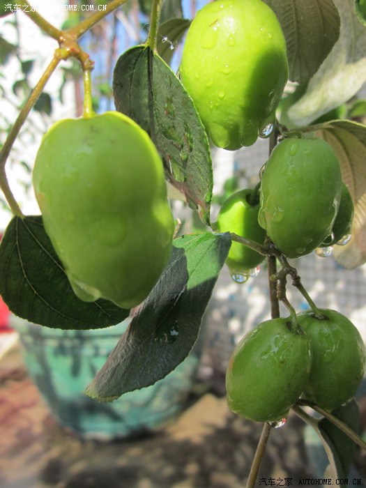 【图】我种的青枣
