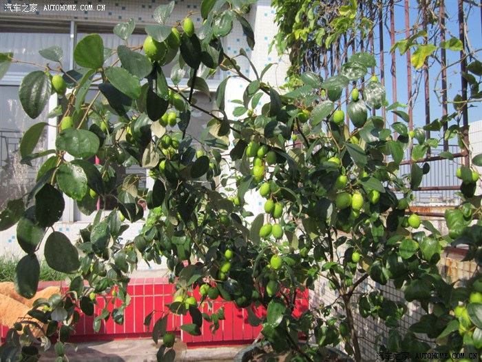 【图】我种的青枣