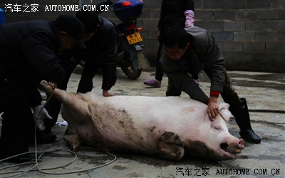 云卷云舒磨刀霍霍向猪羊-汽车之家贵州论坛2013年杀年