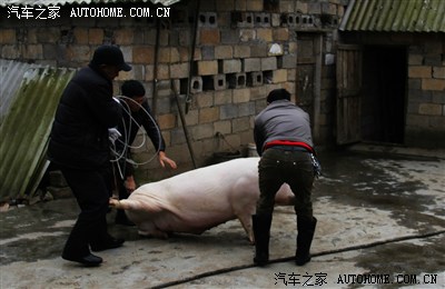 【图】云卷云舒磨刀霍霍向猪羊-汽车之家贵州