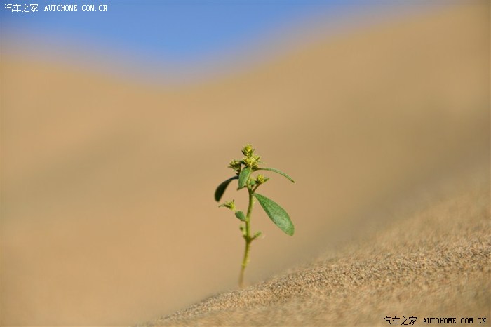 沙海中一株顽强的小草