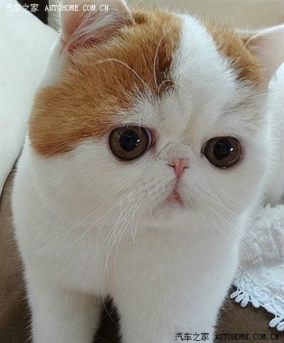 四<em>妹问题</em>,请逍遥、南少指点迷津,排忧解难!求技