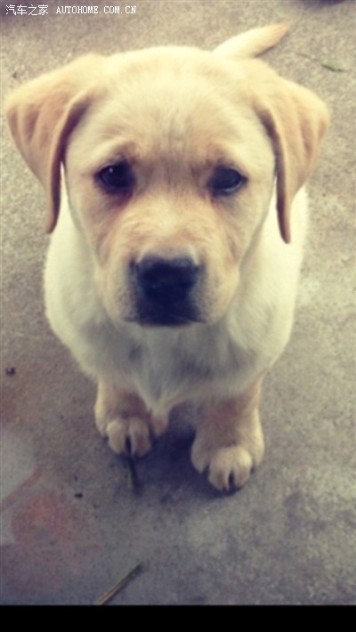 义乌泥鳅哥发作业_奔驰ML级论坛_手机汽车之