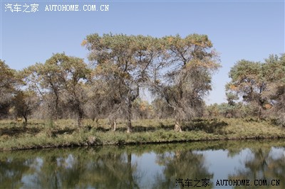 新疆喀什泽普金胡杨一日游_本田CR-V论坛