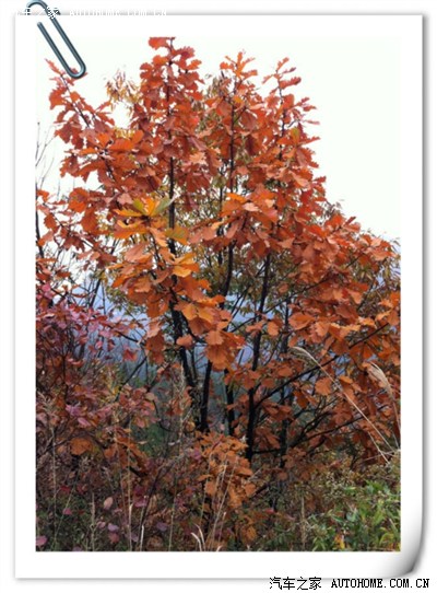 除却巫山不是云-却话巴山夜雨时!