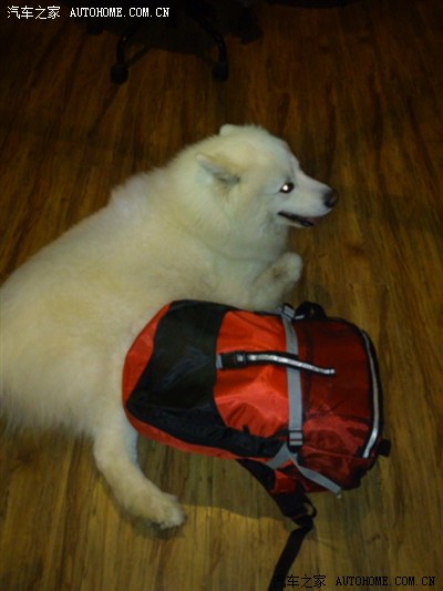 老O带着我和汪星人走天下!贵阳到海螺沟游记