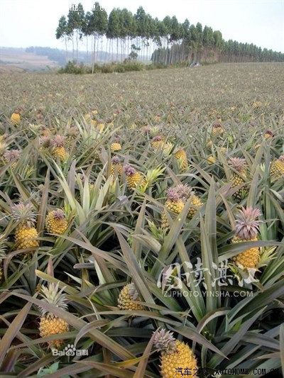 荣威W5单车滇藏川 一万五千里路 扎双胎追一尾