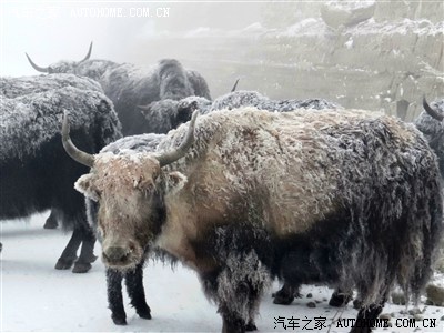 荣威W5单车滇藏川 一万五千里路 扎双胎追一尾