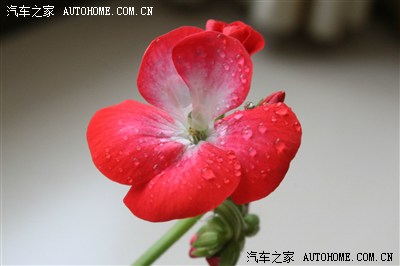 请教怎么查驾驶证还有多少分(不知道档案编码