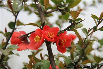 湖光秋月两相和,潭面无风镜未磨--刘禹锡公园郊