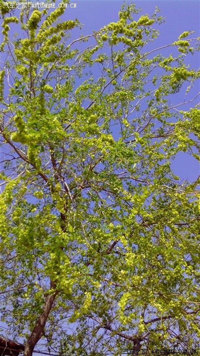 《泰囧2》抢先看---帝豪王者归来!_帝豪EC7论