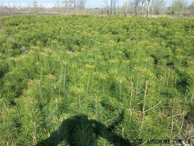 呼伦贝尔智行天下车友会植树记。