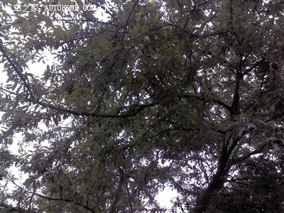 李子熟啦!这么多,吃不完咋整。见者有份哈!_长