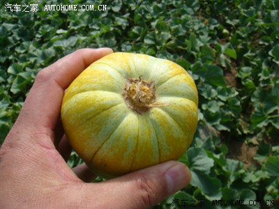 在瓜地吃香瓜就是甜