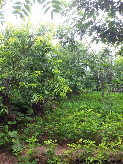 【逃离都市、京郊自由行】绿色农家小院逍遥游