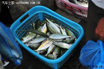 马尔大夫避暑游清水出芙蓉,天然去雕饰美丽的