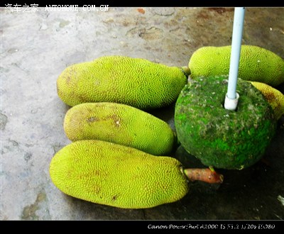 暑期三亚行(二):呀诺达热带雨林,大小洞天,天涯