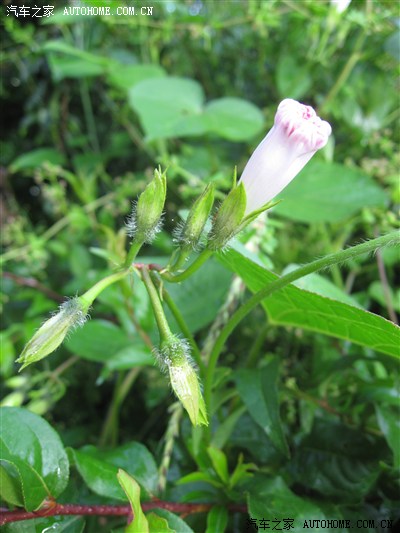 【景逸X5杯】H6-2.4AT珠海-云南自驾游(2013