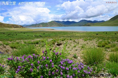 【驴行阿里】【西藏圣湖、一错再错】之将错就