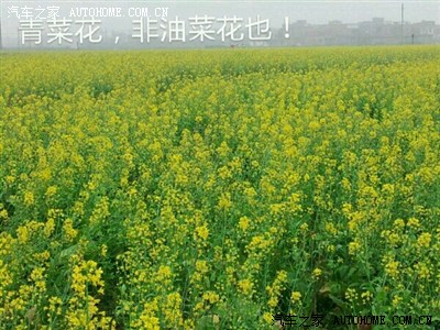 湛江市廉江安铺镇赏菜花