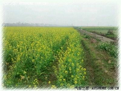 湛江市廉江安铺镇赏菜花