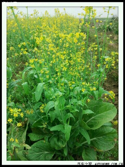 湛江市 廉江市安铺镇赏青菜花