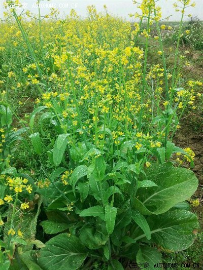 湛江市廉江安铺镇赏菜花