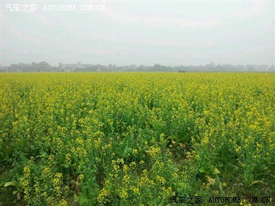 湛江市廉江安铺镇赏菜花