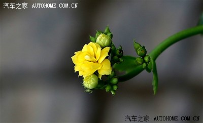 【摄影爱好】清明郊游去拍花 拍到靓女蹭婚纱