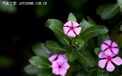 【摄影爱好】清明郊游去拍花 拍到靓女蹭婚纱