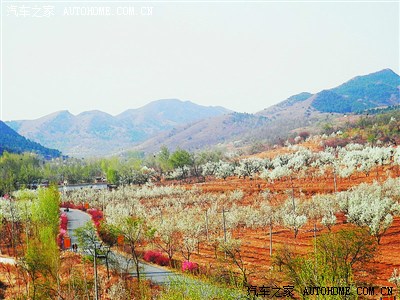 朝阳的骆驼山庄梨树沟风景区今年又盛开了满园洁白的梨花,这里离市区