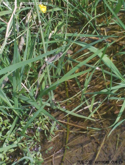 比亚迪直播发布会链接_比亚迪S7论坛_手机汽