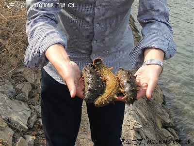 [自驾]大连长兴岛,湿地、风力发电、抓活海参(