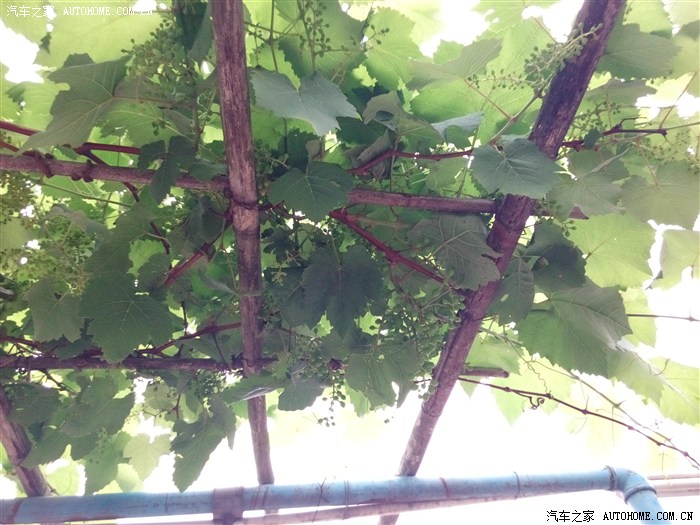 【图】几百块钱国产手机照的_奇瑞E3论坛