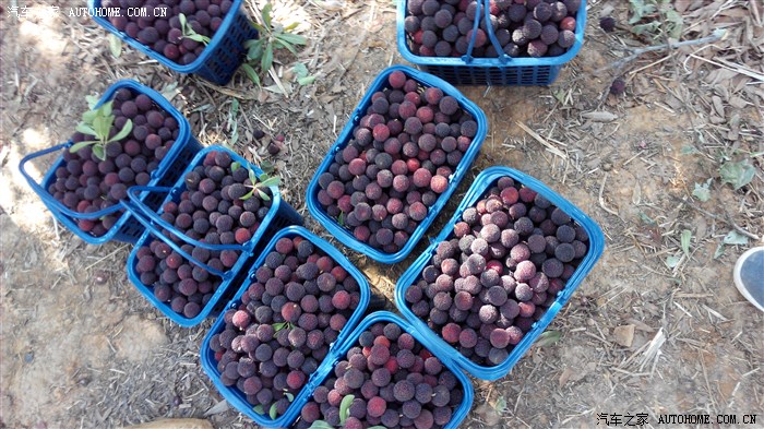 【图】富民摘杨梅,福利在,我的_威麟X5论坛