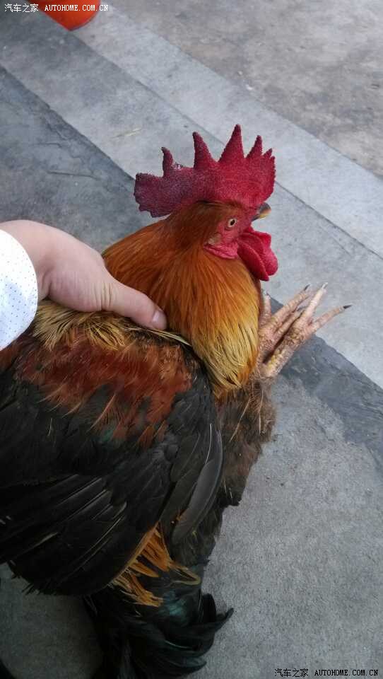 【图】越南驾照又出没了!内有福利