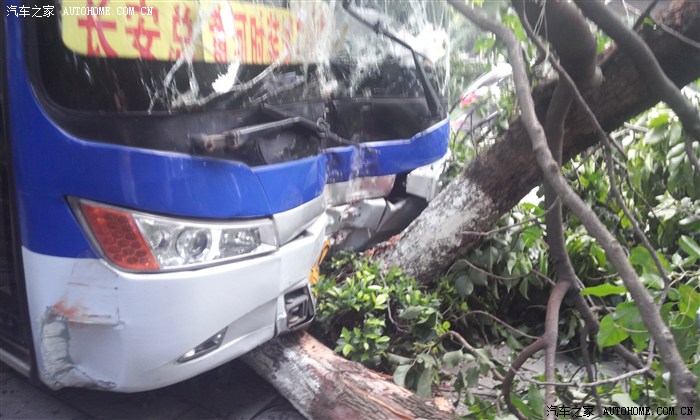 【图】东莞长安海关公交车祸,撞断两颗树!